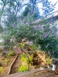 Image result for Vitex amaniensis
