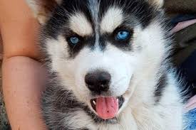 Whether you're looking for a black/white, red/white, gray/white or solid white, silver/white, or copper siberian husky puppy, we've got the siberian husky puppies for sale that you will want and love. Husky Dog Breeder In Melbourne Victoria Husky S R Us