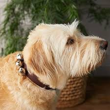 Jingle Bell Pet Collar Terrain In 2020 Pet Collars Pets Dog Design