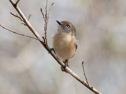 Image result for Newtonia hildebrandtii