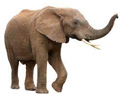 All elephant policies, including auto insurance, are sold directly from elephant to the consumer. Elephant Auto Insurance Rates Instant Online Quotes And Reviews