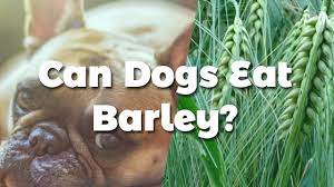 Can Dogs Eat Barley Pet Consider