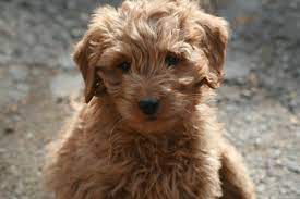 Find out more about the breed, plus we'll give you some tips on finding a reputable breeder of mini goldendoodle puppies. Mini Goldendoodle Wallpapers Wallpaper Cave