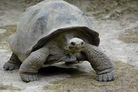 Things You Should Know About Taking Care Of A Pet Sulcata Tortoise Pet Ponder