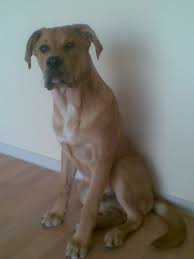 Ginger is a boxer bull mastiff mix. Socke Bullmastiff Deutscher Boxer Deutscher Schaferhund Mischling Mix