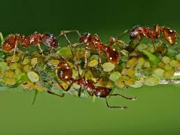 Eine sache sollte man im kampf gegen die ameisen im garten unterlassen: Was Tun Gegen Ameisen In Der Wohnung Wohnen