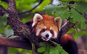Krasnaya Panda Foto Opisanie Areal Racion Populyaciya