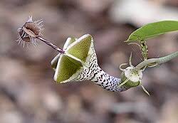 Image result for Halopegia