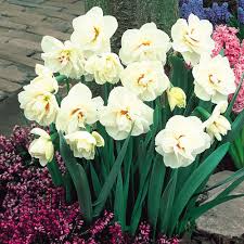 Narcissi Acropolis J Parker Dutch Bulbs Daffodils Flowers Acropolis