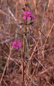 Image result for Hionanthera