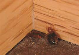 From termite inspections to rodent control, our independently owned and operated pest control company is fully equipped to meet all of your. Bed Bugs Have Decided To Stay Now They Like Senior Living And Schools Too Pittsburgh Post Gazette