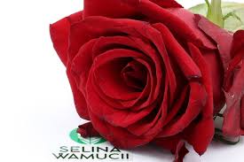 Check spelling or type a new query. Rwanda Roses Exporter Supplier Good Prices