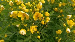 Image result for Senna floribunda