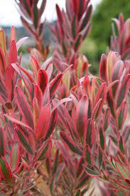 Leucadendron Jester Australian Plants African Plants Front Yard
