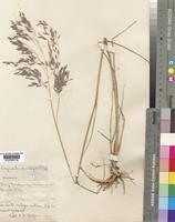 Image result for Eragrostis inamoena