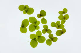 Image result for Spirodela