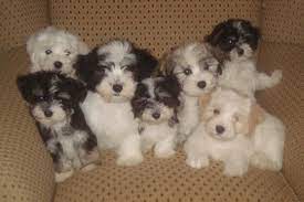 Havanese Puppies Havanese Puppies Cute Dogs Breeds Puppies