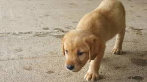 Browse thru labrador retriever puppies for sale near fort worth, texas, usa area listings on puppyfinder.com to find your perfect puppy. Pure Labrador Retriever Puppies For Sale In Sugar Land Texas Classified Americanlisted Com
