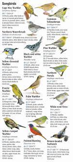 Pin By D Angela Heb Lane On Florida Backyard Birds Backyard Birds Paper Crafts Diy Birds