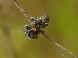 Image result for Lipotriche