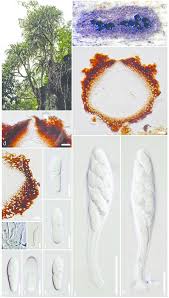 Image result for Pandanus sp. B