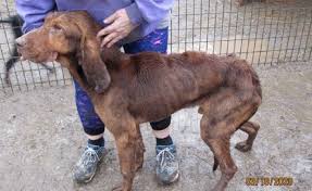 Most puppy mills, especially with these small breed puppy mills, they're going to be living in kennels probably stacked on top of each other, calli thanks to humane society of charlotte they're in safe homes tonight and one could be in your home soon! Missouri Tops Horrible Hundred As Worst Puppy Mill State