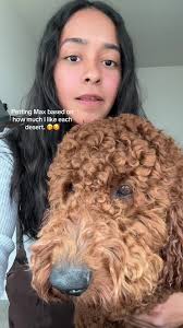 Petting Max: Ranking My Favorite Desserts