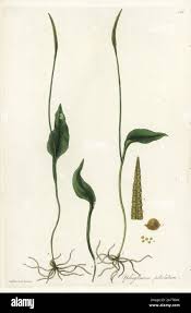 Image result for Ophioglossum reticulatum