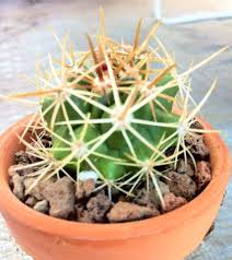 Can this be divided into a new plant or should i just leave it. Baby Barrel Cactus Cacti And Succulents Barrel Cactus Succulents