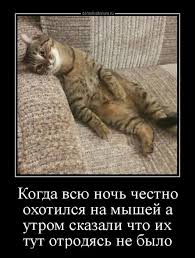 приколы с кошками смешное видео про котов 100 позитив Demotivatory Prikoly Smeshnye Kotyata Smeshnye Zhivotnye Zabavnye Zveryushki
