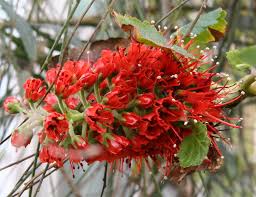 Image result for Greyia