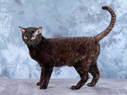 Eine katze mit knickschwanz ist als zuchttier nicht geeignet. Die German Rex Ist Ein Kleines Juwel In Der Edelkatzenwelt