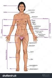 Human body woman posterior view. Body Parts Of Woman Name With Picture Basic Anatomy Terminology Organ Systems Major Vessels Kenhub One Game Is With A Picture Where You Need To Label The The Other Game