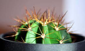Para el óptimo crecimiento y desarollo de nuestros cactus y suculentas, es primordial un buen alimento. Como Hacer Que Los Cactus Crezcan Mas Rapido Jardineria On