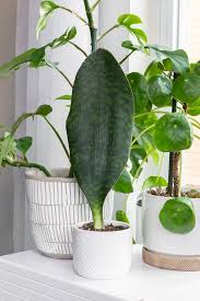 However, they will do fine in low light areas and can also withstand. How To Care For And Propagate Whale Fin Sansevieria