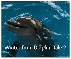 5 Reasons To Visit Clearwater Marine Aquarium Home Of Winter The Dolphin Clearwater Marine Aquarium Marine Aquarium Dolphins