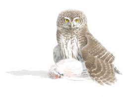 And you can email will or tweet. Eurasian Pygmy Owl The Sound Approach