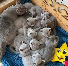 Russian blue kittens for sale.buy russian blue kittens in usa and canada at a cheap and affordable price. Russian Blue Kittens For Sale An Adoption Pet Service 6 Photos Facebook