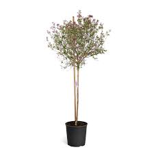 Lilacs can be planted in early spring after the ground thaws or in fall before it freezes. Bloomerang Purple Lilac Tree Walmart Com Walmart Com