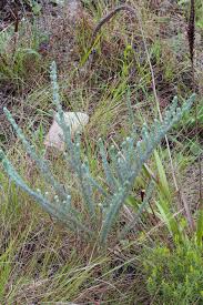 Image result for Cassinopsis tinifolia