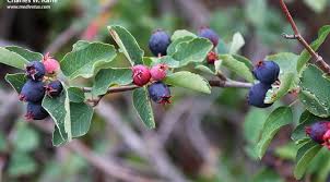 Image result for Amelanchier alnifolia