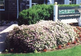 Image result for Spiraea japonica ´Little Princess