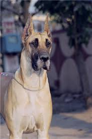 Sandane Kennels Great Danes Gurgaon Dogspot In