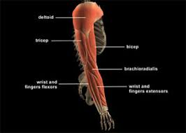 This large muscle in the back. Upper Limbs Teen Health And Wellness
