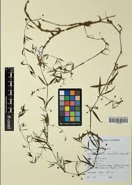 Image result for Oldenlandia lancifolia