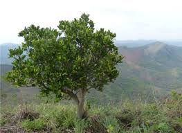 Image result for Psychotria palustris