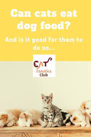 Can Cats Eat Dog Food Cats Dog Food Recipes Dogs