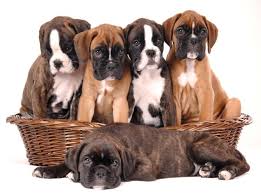 Немецкий боксер — крупная гладкошерстная собака, выведенная в германии в 1895 году. Nemeckij Boksyor Foto Opisanie Porody Istoriya Uhod