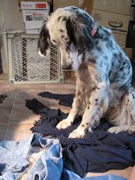 They are eating wet and dry puppy food. Pin On English Setters