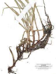 Image result for Kyllinga stenophylla